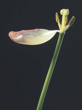 Karanlık bir arka plan üzerinde solmuş mor Lale