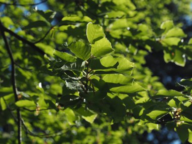 Güzel kayın ağacı