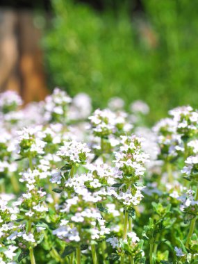 bir ot bahçe çiçek açan kekik