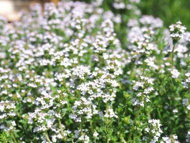 bir ot bahçe çiçek açan kekik