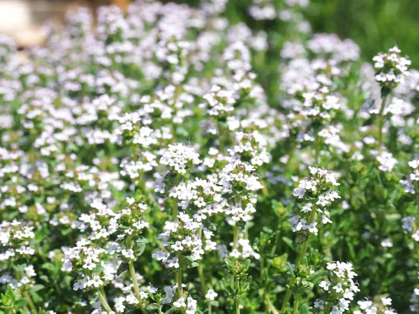 bir ot bahçe çiçek açan kekik