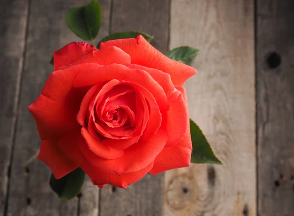 Beautiful red rose on a table — Stock Photo, Image
