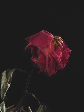 Kurutulmuş güzel gül