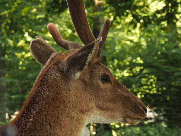 Gros plan d'un cerf — Photo