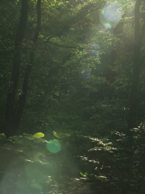 Derin kayın ormanındaki güneş ışınları