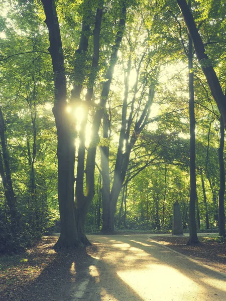 Lever de soleil dans un parc, couleur vintage tonique — Photo