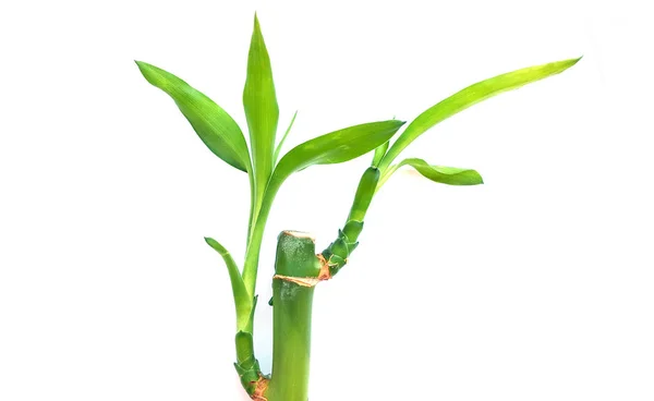Färsk Bambu Vit Bakgrund — Stockfoto