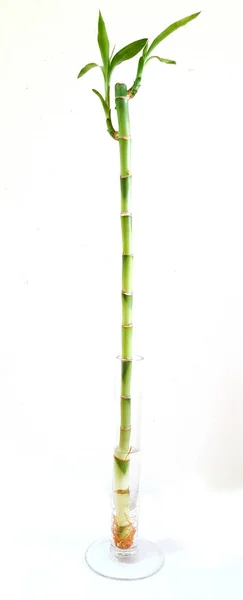 Green lucky bamboo or Dracaena braunii in glass water on white background