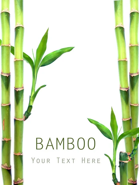 Bambou Frais Sur Fond Blanc Avec Espace Copie — Photo