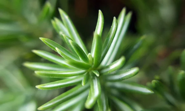 Pine Tree Branch Close — Stock Photo, Image