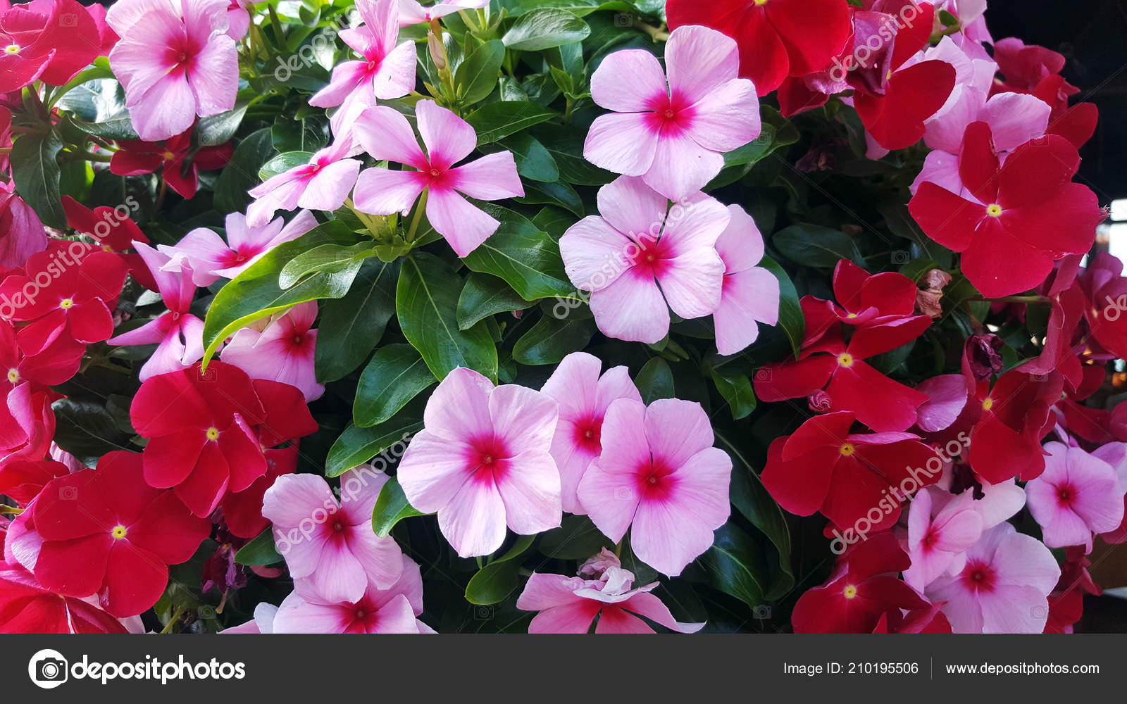 Fotos de Flor de vinca, Imagens de Flor de vinca sem royalties |  Depositphotos