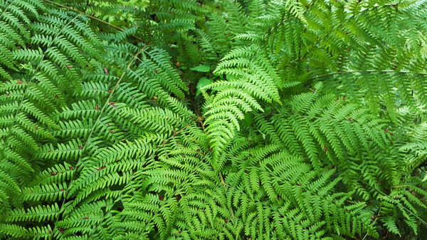 Beautyful ferns leaves background. Young green fern leaves as perfect natural pattern