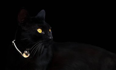 düşük anahtar içinde siyah bir zemin üzerine siyah kedi