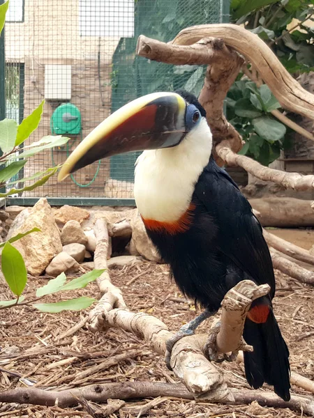Exotischer Tukan Ramphastos Vitellinus Ein Brasilianischer Vogel — Stockfoto