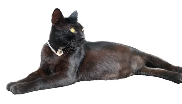 Schwarze Katze Auf Weißem Hintergrund — Stockfoto