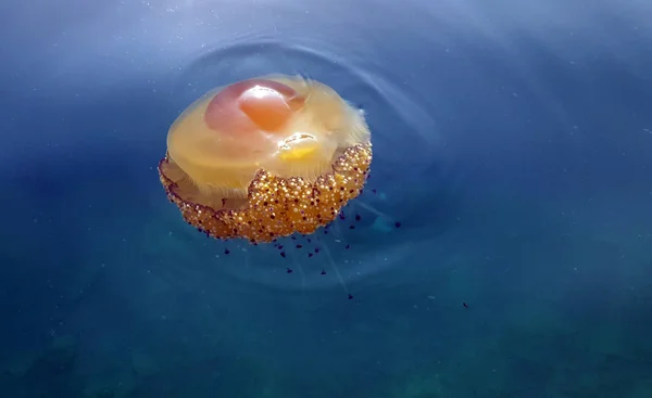 Fried Egg Jellyfish Cotylorhiza Tuberculata Blue Water Aegean Sea — Stock Photo, Image