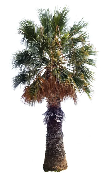 Krásný Palmový Strom Bílém Pozadí — Stock fotografie