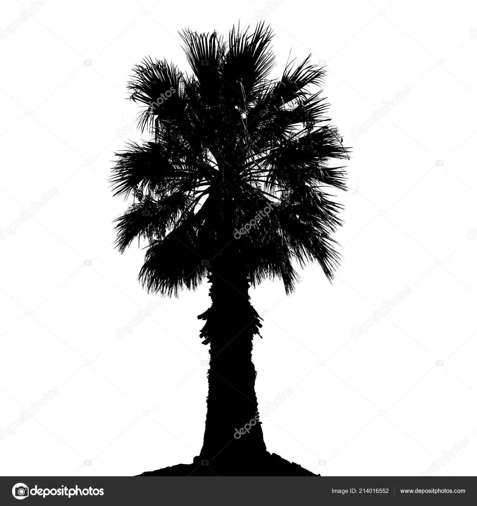 Download Palm Tree Silhouette White Background Vector Illustration ...