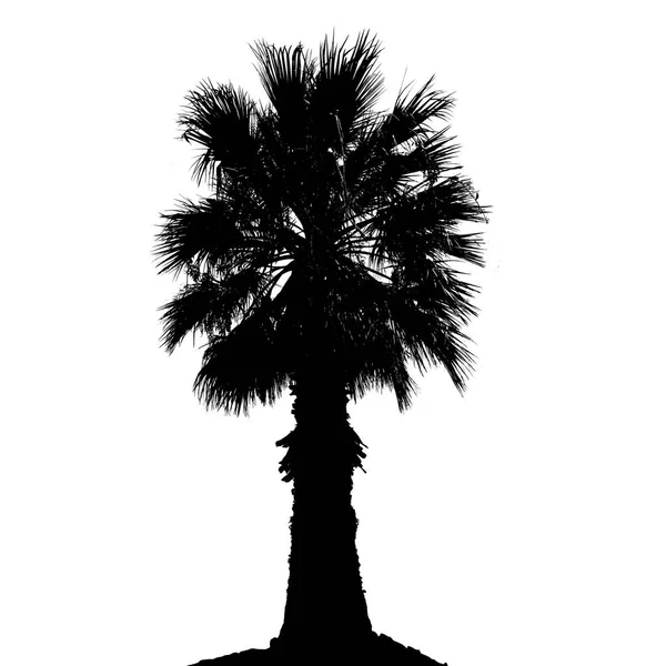 Palm Tree Silhouette White Background Vector Illustration — Stock Vector