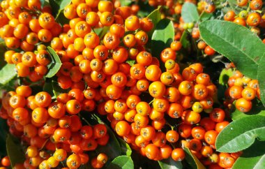 Sonbahar turuncu meyveler ile bir çalı ateş dikeni