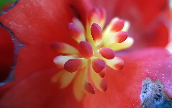 Nahaufnahme Und Selektiver Fokus Der Roten Blume — Stockfoto