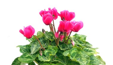 Beyaz arkaplanda pembe siklamen