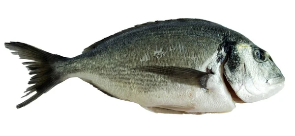 白色背景上多拉多鲜鱼 — 图库照片