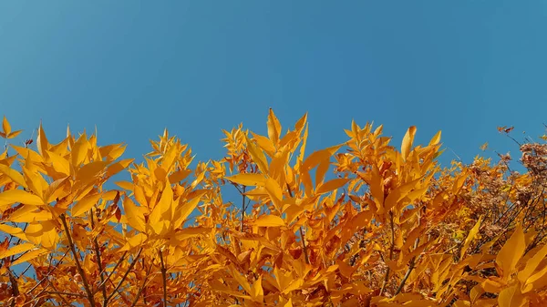 Herfst Bladeren Met Blauwe Lucht Achtergrond — Stockfoto