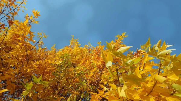 Feuilles Automne Avec Fond Bleu Ciel — Photo