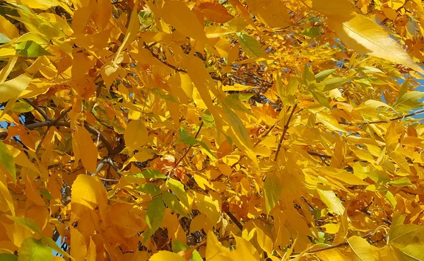 Takken Met Herfst Bladeren Achtergrond — Stockfoto