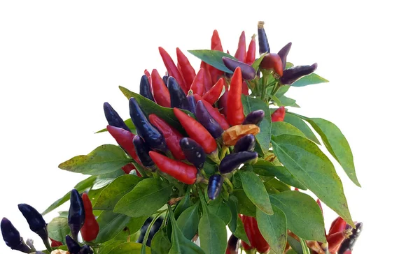 Semak Paprika Panas Kecil Latar Belakang Putih — Stok Foto