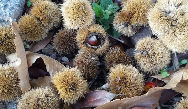 Autumnal wallpaper with chestnuts in the forest