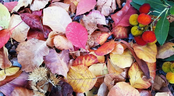 Kleurrijke Herfstbladeren Droge Achtergrond — Stockfoto