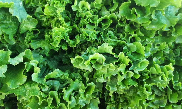 Frische Grüne Eiche Salat Hintergrund — Stockfoto
