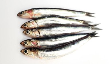 beyaz zemin üzerine taze çiğ sardalya