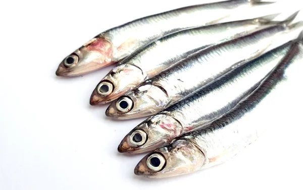 Fresh Raw Sardines White Background — Stock Photo, Image