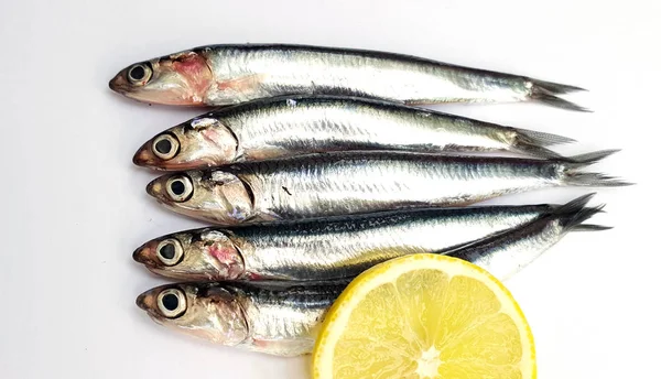 Fresh Raw Sardines White Background — Stock Photo, Image