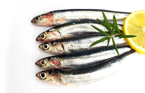 Fresh Raw Sardines White Background — Stock Photo, Image