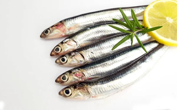 Fresh Raw Sardines White Background — Stock Photo, Image