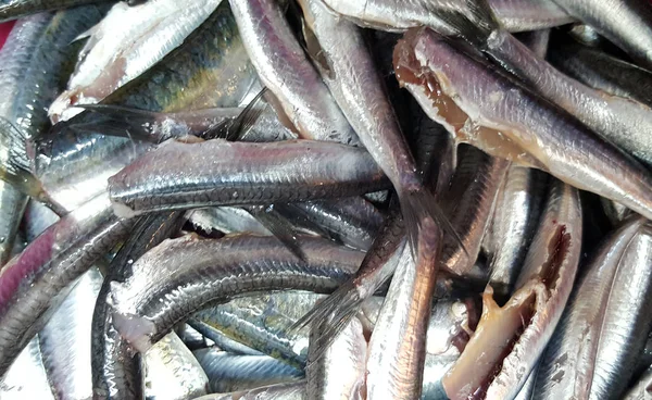 Verse Sardines Vis Achtergrond — Stockfoto