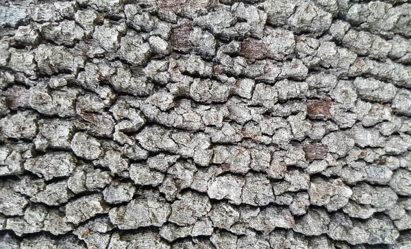 Tree Bark Background Texture — Stock Photo, Image