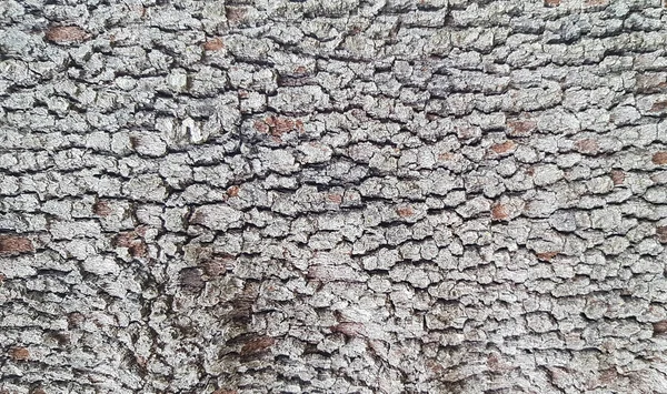 Casca Árvore Textura Fundo — Fotografia de Stock