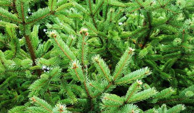 Noel ağacı dalı yeşil. Noel kartı için arka plan dokusu