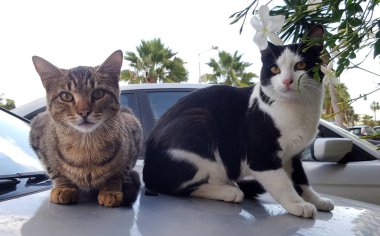 İki kedi arabanın çatısına oturur