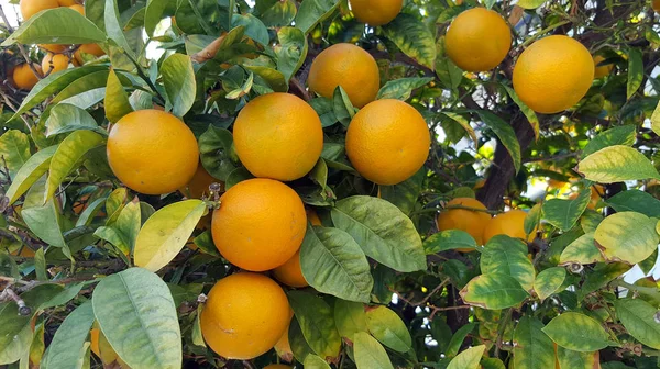 Bunch Ripe Oranges Hanging Tree — Stock Photo, Image