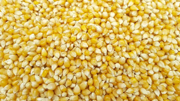 Corn seeds as background texture