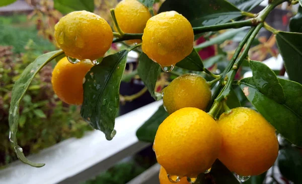 Fortunella Margarita Kumquats Cumquats Foliage Fruits Water Drops Kumquat Dwarf — Stock Photo, Image