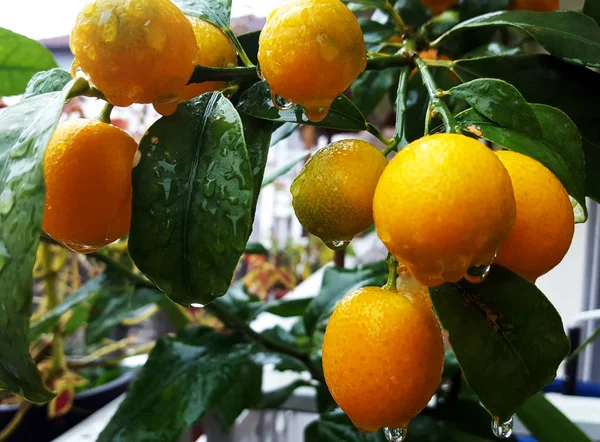 Fortunella Margarita Kumquats Cumquats Foliage Fruits Water Drops Kumquat Dwarf — Stock Photo, Image