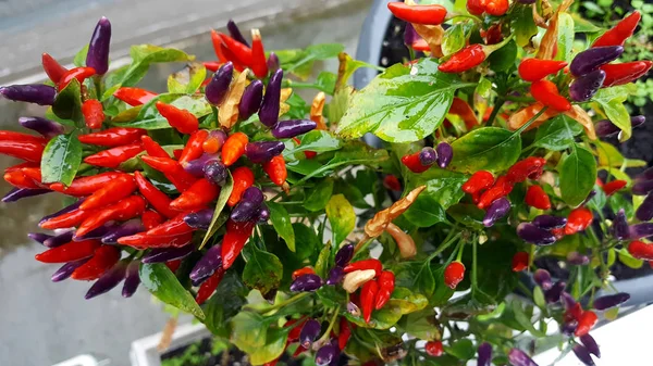 Gäng Red Hot Chili Peppar Candlefire Trädgården Färger Från Gult — Stockfoto