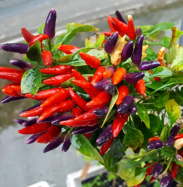 Gäng Red Hot Chili Peppar Candlefire Trädgården Färger Från Gult — Stockfoto